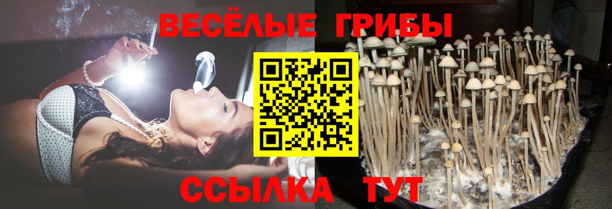 Псилоцибиновые грибы прущие грибы  Крымск 